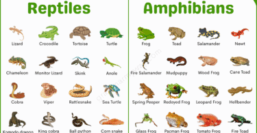 200 Reptiles and Amphibians List with their Pictures