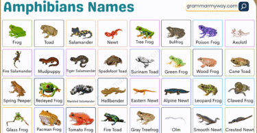 50+ Amphibians Names in English with Pictures and List