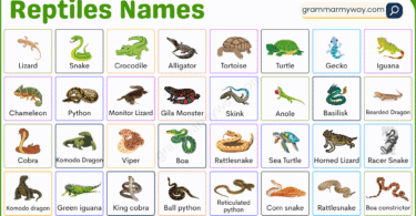 Names of Reptiles in English with Pictures