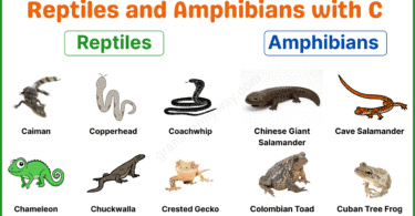 15+ Reptiles and Amphibians that Start with C with Pictures & Facts