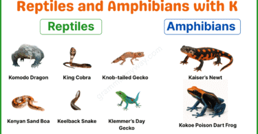 12 Reptiles and Amphibians that Start with K with Pictures and Facts