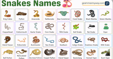 Types of Snake Names and Pictures | List of 100 Snakes Species