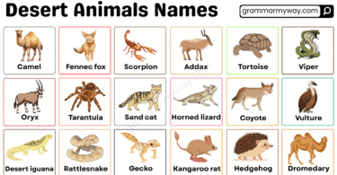 Desert animals names with pictures: Mammals, reptiles, birds, and insects in English