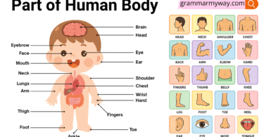 Human body parts names with pictures: 70+Body Parts Names