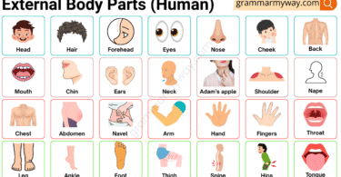 Human external body parts names with functions