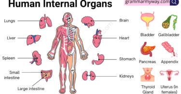 Human Internal Organs with Functions and their Pictures