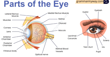 Parts of the eye with pictures | Human eye anatomy