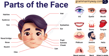 26+ Parts of the Face with their Pictures