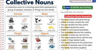 What is a Collective Noun? Meaning, Definition and Examples