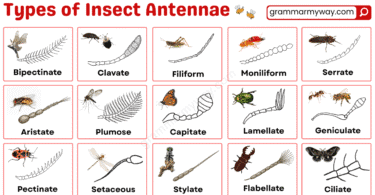 Antennae of Insects: Forms and Functions with Pictures