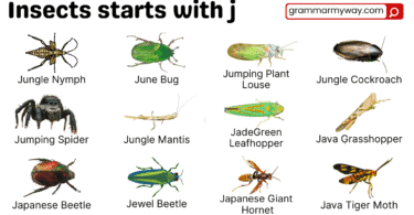 Types of Insects with J | 24 Insects that Start with J with Pictures
